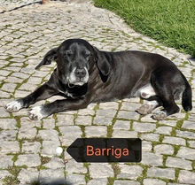 BARRIGA, Hund, Mischlingshund in Gießen - Bild 2