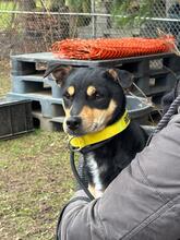 TOBIAS, Hund, Mischlingshund in Gießen - Bild 4