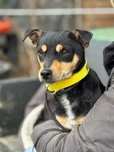 TOBIAS, Hund, Mischlingshund in Gießen - Bild 5