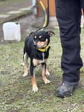 TOBIAS, Hund, Mischlingshund in Gießen - Bild 6