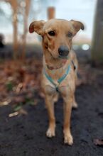 ANNE, Hund, Mischlingshund in Berlin - Bild 3