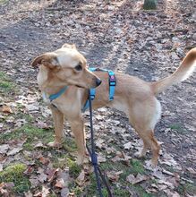 ANNE, Hund, Mischlingshund in Berlin - Bild 5