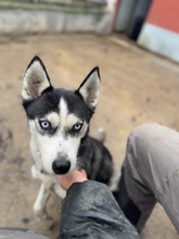 AKKORD, Hund, Siberian Husky in Ungarn - Bild 1