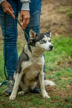 AKKORD, Hund, Siberian Husky in Ungarn - Bild 10