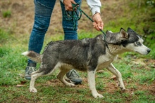 AKKORD, Hund, Siberian Husky in Ungarn - Bild 11