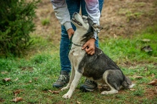 AKKORD, Hund, Siberian Husky in Ungarn - Bild 12