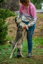 AKKORD, Hund, Siberian Husky in Ungarn - Bild 13