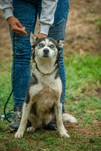 AKKORD, Hund, Siberian Husky in Ungarn - Bild 14