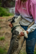 AKKORD, Hund, Siberian Husky in Ungarn - Bild 15