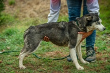 AKKORD, Hund, Siberian Husky in Ungarn - Bild 16