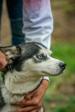 AKKORD, Hund, Siberian Husky in Ungarn - Bild 17