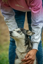 AKKORD, Hund, Siberian Husky in Ungarn - Bild 18