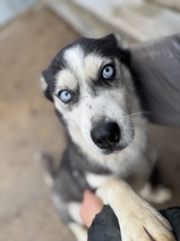 AKKORD, Hund, Siberian Husky in Ungarn - Bild 2