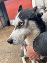 AKKORD, Hund, Siberian Husky in Ungarn - Bild 3