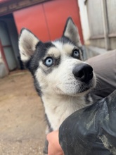 AKKORD, Hund, Siberian Husky in Ungarn - Bild 4