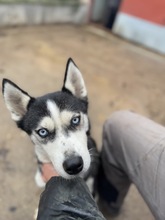 AKKORD, Hund, Siberian Husky in Ungarn - Bild 5