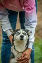 AKKORD, Hund, Siberian Husky in Ungarn - Bild 6