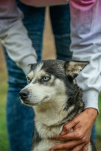 AKKORD, Hund, Siberian Husky in Ungarn - Bild 7