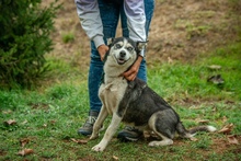 AKKORD, Hund, Siberian Husky in Ungarn - Bild 8