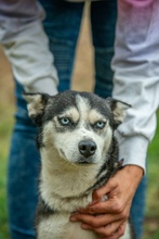 AKKORD, Hund, Siberian Husky in Ungarn - Bild 9