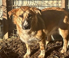 SHAYEN, Hund, Mischlingshund in Bochum - Bild 1