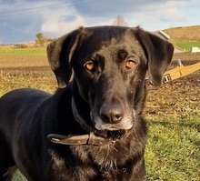 LOTTE, Hund, Mischlingshund in Wiesendangen - Bild 1