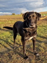 LOTTE, Hund, Mischlingshund in Wiesendangen - Bild 2