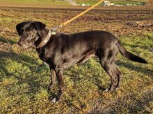 LOTTE, Hund, Mischlingshund in Wiesendangen - Bild 3