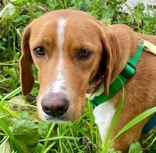 ADELE, Hund, Mischlingshund in Kulmbach - Bild 1