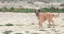 ROBLE, Hund, Deutscher Schäferhund-Mix in Spanien - Bild 8