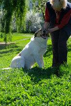 ROY, Hund, Mischlingshund in Bulgarien - Bild 4