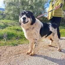 KERMIT, Hund, Mischlingshund in Griechenland - Bild 2