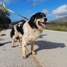 KERMIT, Hund, Mischlingshund in Griechenland - Bild 3