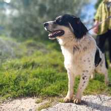 KERMIT, Hund, Mischlingshund in Griechenland - Bild 5