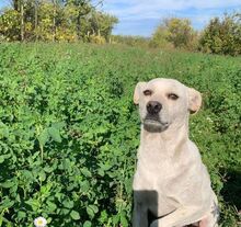 PEPE, Hund, Mischlingshund in Gelnhausen - Bild 5