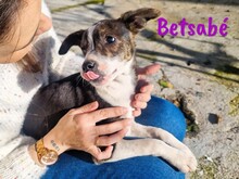 BETSABE, Hund, Ratonero Bodeguero Andaluz-Mix in Spanien - Bild 1