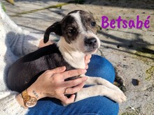 BETSABE, Hund, Ratonero Bodeguero Andaluz-Mix in Spanien - Bild 2