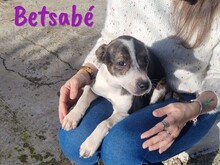 BETSABE, Hund, Ratonero Bodeguero Andaluz-Mix in Spanien - Bild 4