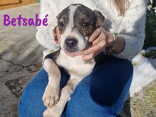 BETSABE, Hund, Ratonero Bodeguero Andaluz-Mix in Spanien - Bild 5