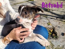 BETSABE, Hund, Ratonero Bodeguero Andaluz-Mix in Spanien - Bild 7