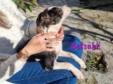 BETSABE, Hund, Ratonero Bodeguero Andaluz-Mix in Spanien - Bild 8