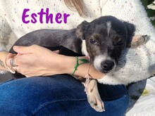 ESTHER, Hund, Ratonero Bodeguero Andaluz-Mix in Spanien - Bild 1