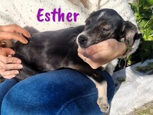 ESTHER, Hund, Ratonero Bodeguero Andaluz-Mix in Spanien - Bild 3