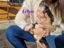 ESTHER, Hund, Ratonero Bodeguero Andaluz-Mix in Spanien - Bild 4