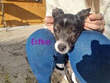 ESTHER, Hund, Ratonero Bodeguero Andaluz-Mix in Spanien - Bild 6