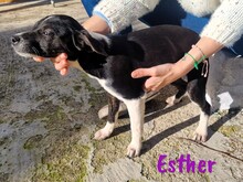 ESTHER, Hund, Ratonero Bodeguero Andaluz-Mix in Spanien - Bild 7