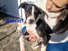 GABRIEL1, Hund, Ratonero Bodeguero Andaluz-Mix in Spanien - Bild 1