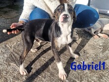 GABRIEL1, Hund, Ratonero Bodeguero Andaluz-Mix in Spanien - Bild 2