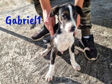 GABRIEL1, Hund, Ratonero Bodeguero Andaluz-Mix in Spanien - Bild 3