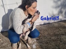 GABRIEL1, Hund, Ratonero Bodeguero Andaluz-Mix in Spanien - Bild 5